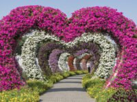 DXB Mirracle Gardens shutterstock